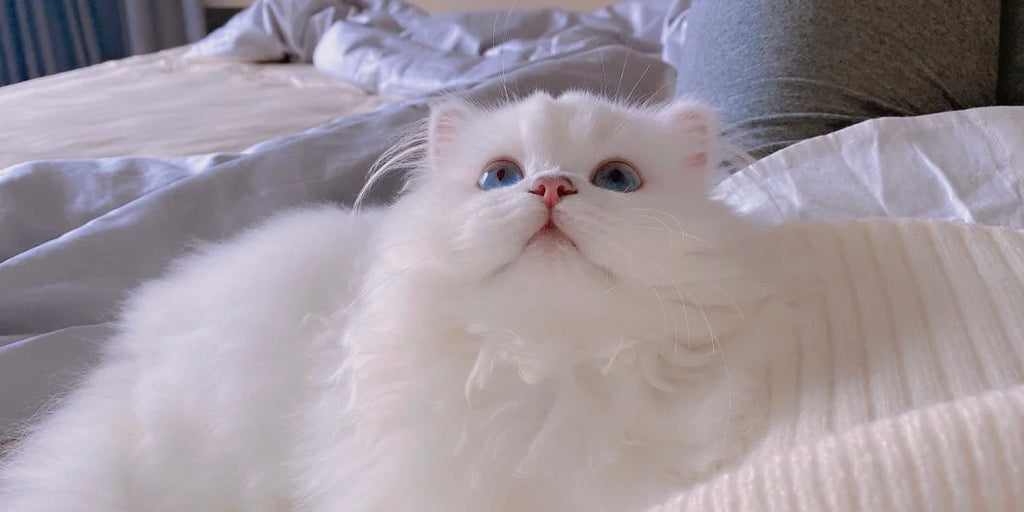 12 Things your cats want to tell to you. 5 Mins to Understanding Cat Language